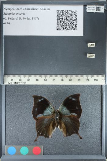 Media type: image;   Entomology 164857
